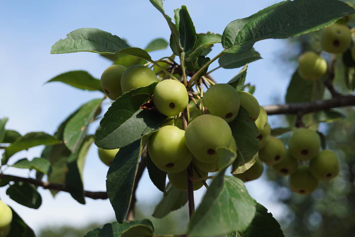 Malus 'Evereste' dakboom appel