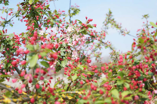 Malus floribunda solitair