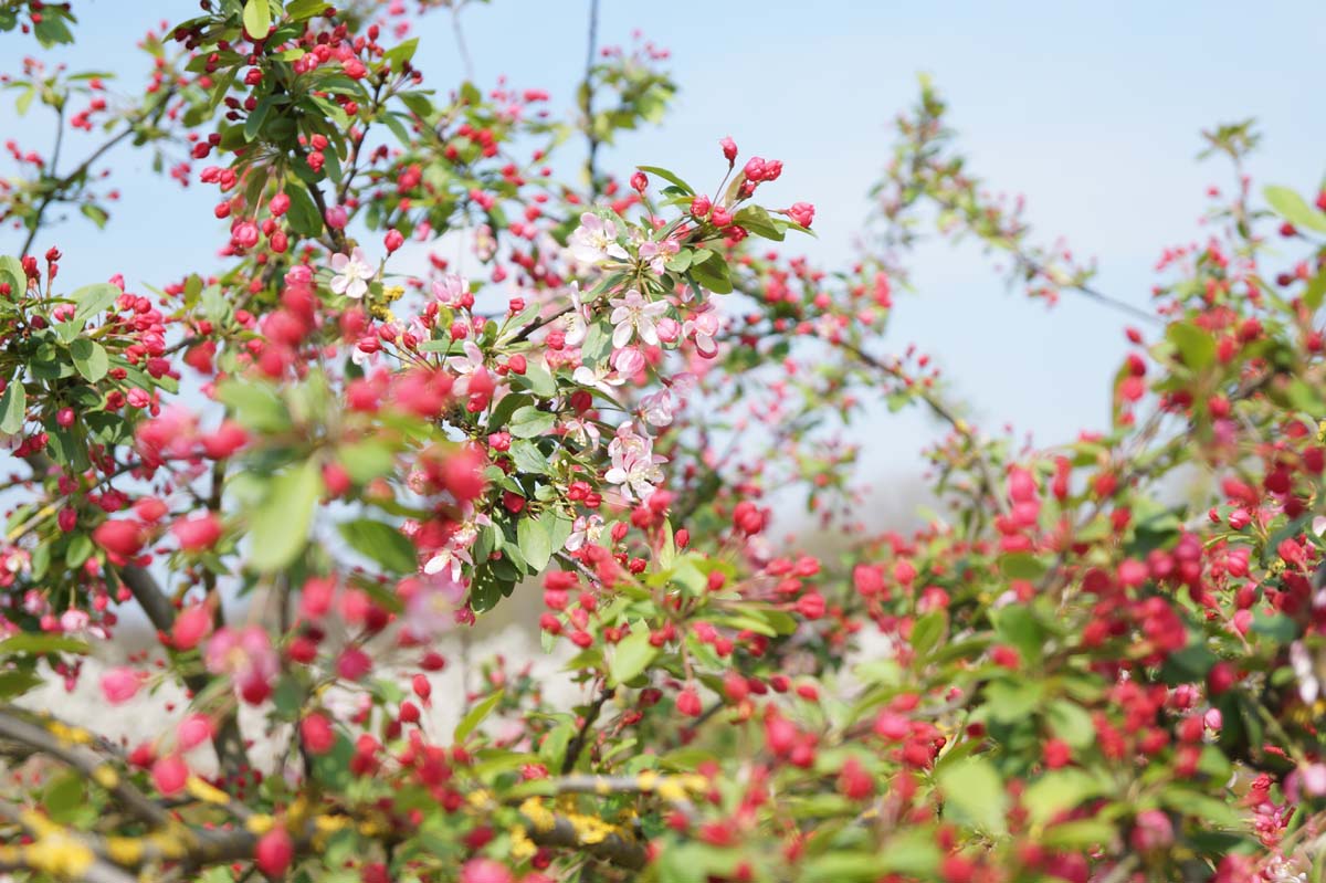 Malus floribunda dakboom