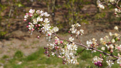 Malus 'Golden Hornet' meerstammig / struik