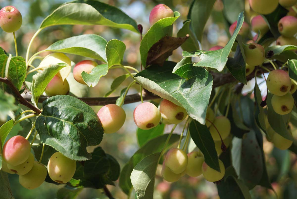 Malus 'Braendkjaer' meerstammig / struik