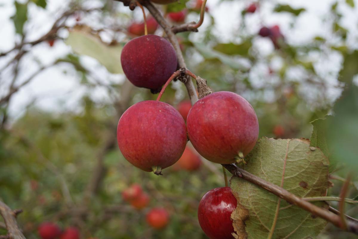 Malus 'Hyslop' leiboom