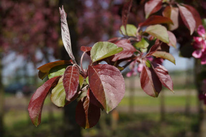 Malus 'Neville Copeman' op stam