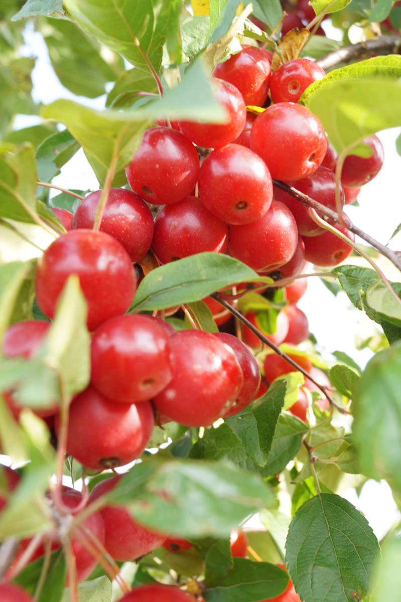 Malus 'Red Sentinel' meerstammig / struik sierappel