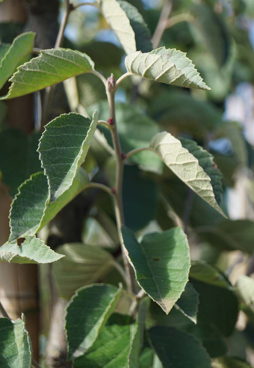 Malus tschonoskii op stam