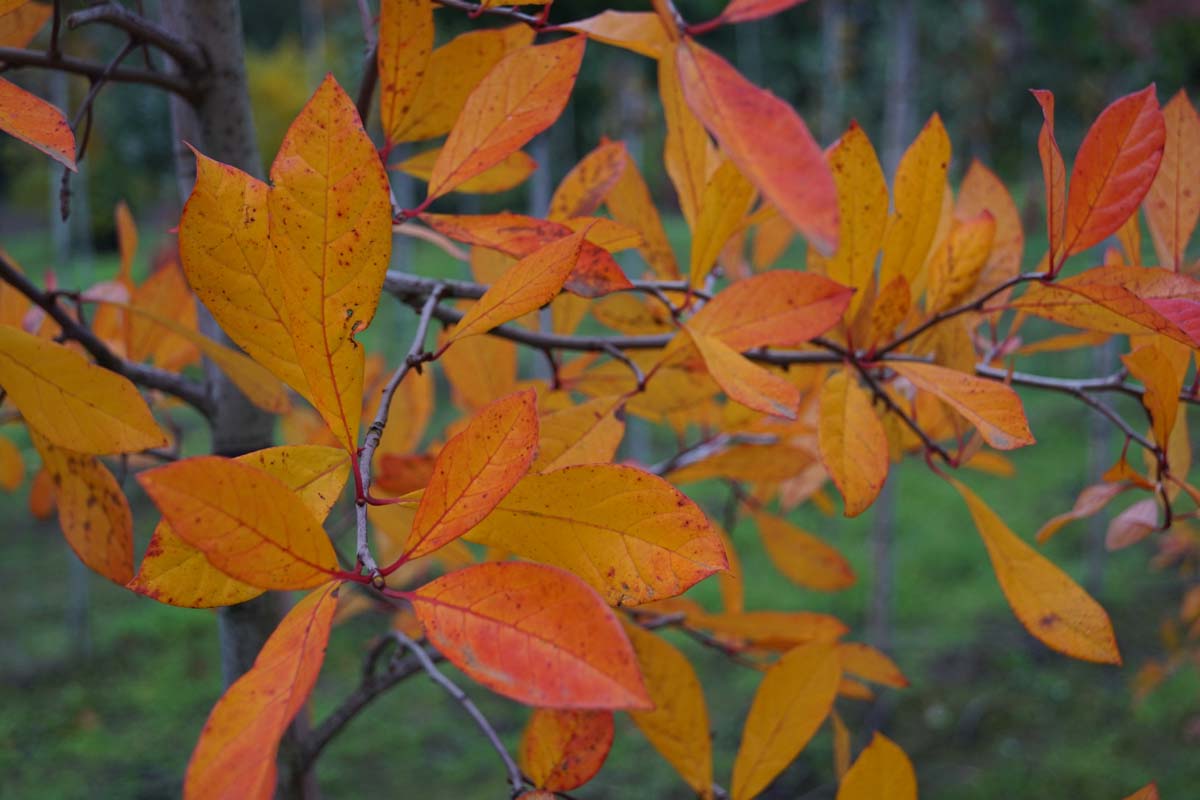 Nyssa sylvatica haagplant herfstkleur