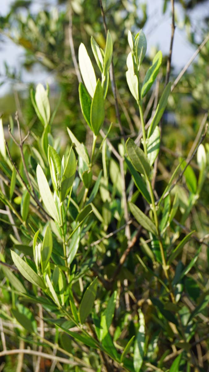 Olea europaea Tuinplanten