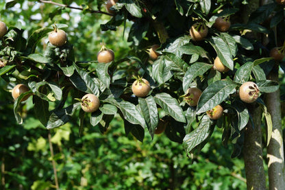 Mespilus germanica solitair blad