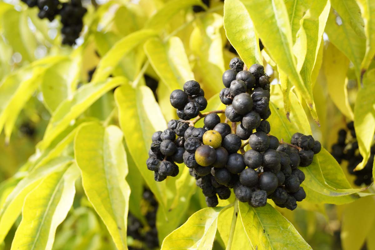 Phellodendron amurense Tuinplanten vrucht