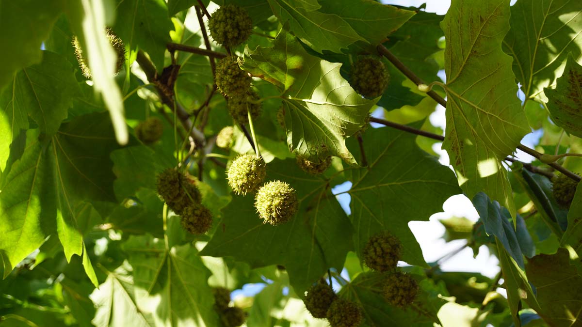 Platanus hispanica leiboom