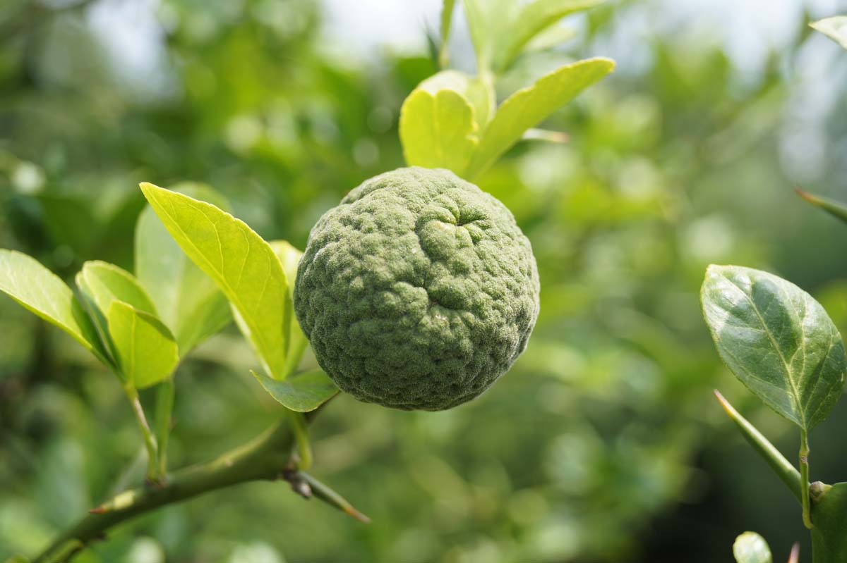 Citrus trifoliata op stam vrucht