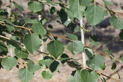 Populus tremula meerstammig / struik