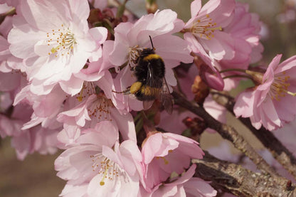 Prunus 'Accolade' solitair