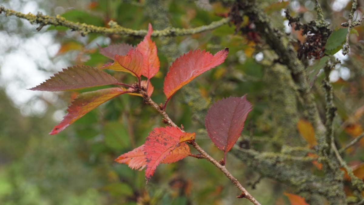 Prunus incisa 'Cunera' meerstammig / struik