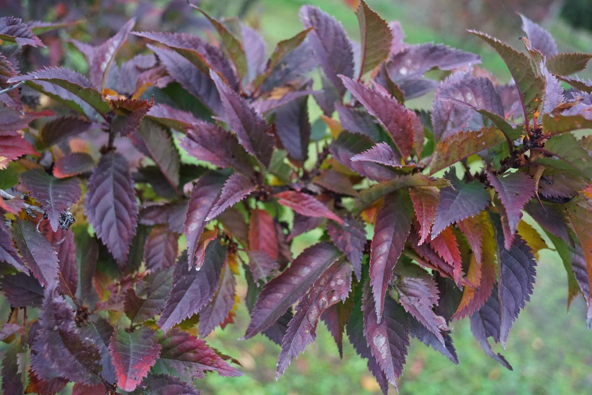 Prunus incisa 'Fujiyama'