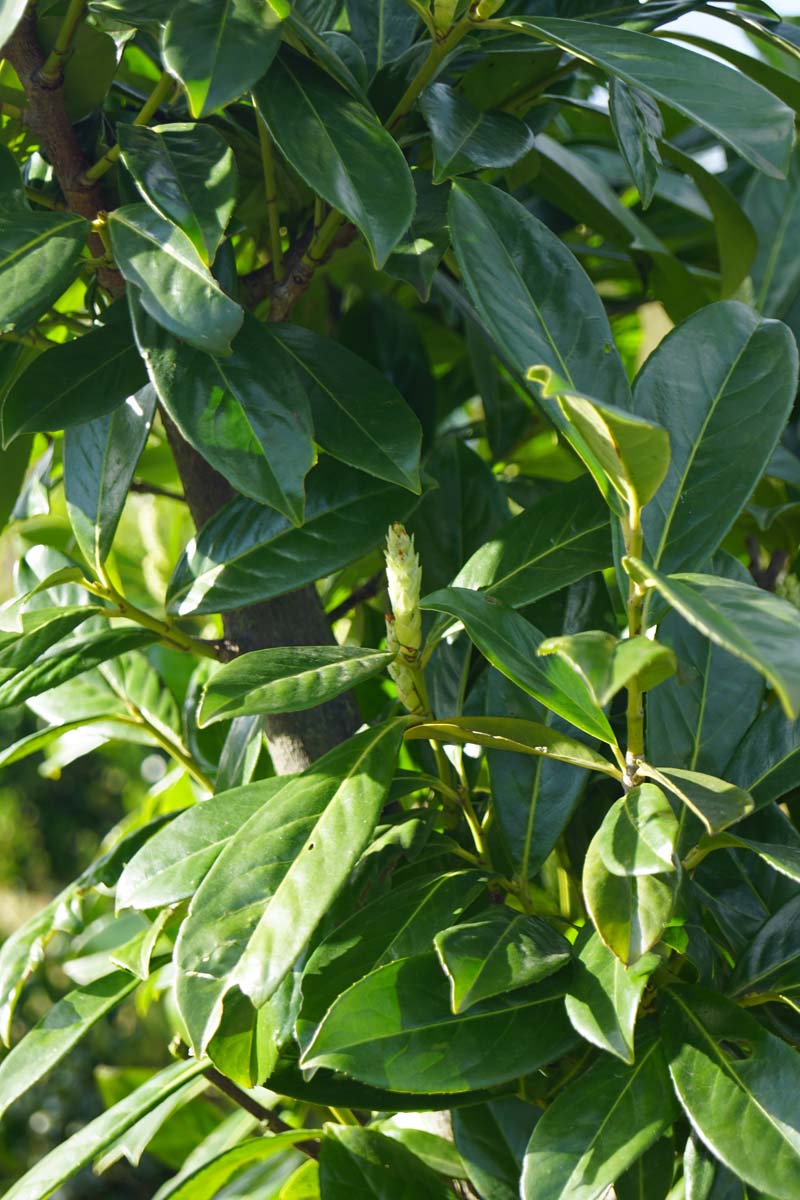 Prunus laurocerasus leiboom