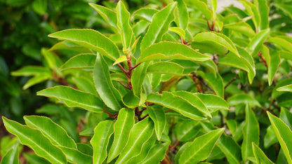 Prunus lusitanica 'Angustifolia' leiboom