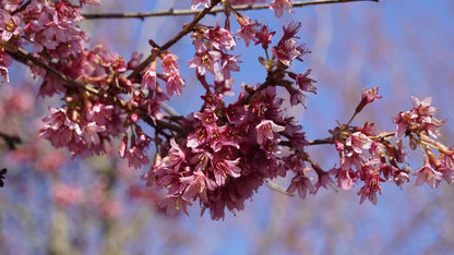 Prunus 'Okame' op stam bloem