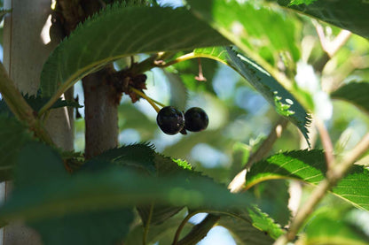 Prunus 'Pandora' op stam blad