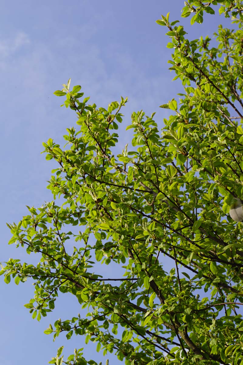 Prunus padus meerstammig / struik twijg