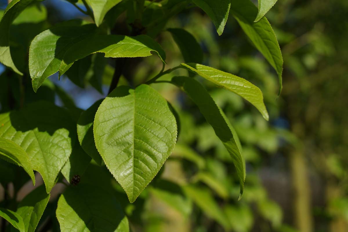 Prunus padus 'Watereri' op stam