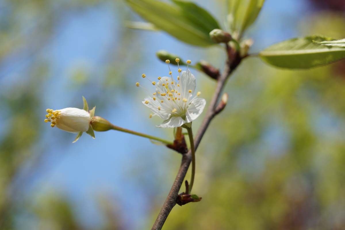 Prunus serrula solitair bloem