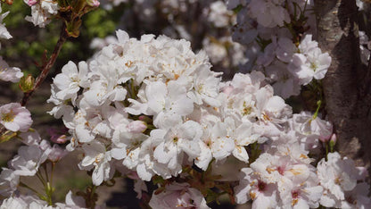 Prunus serrulata 'Amanogawa' solitair bloesem