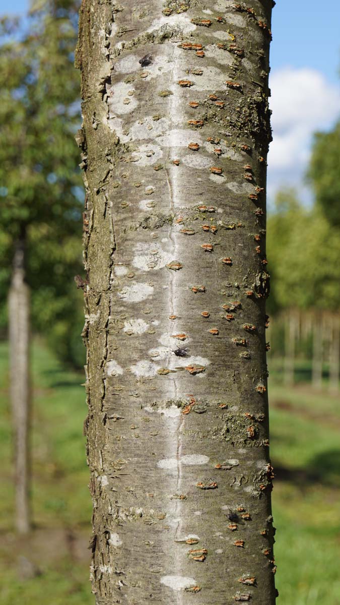 Prunus serrulata 'Fugenzo' leiboom bast