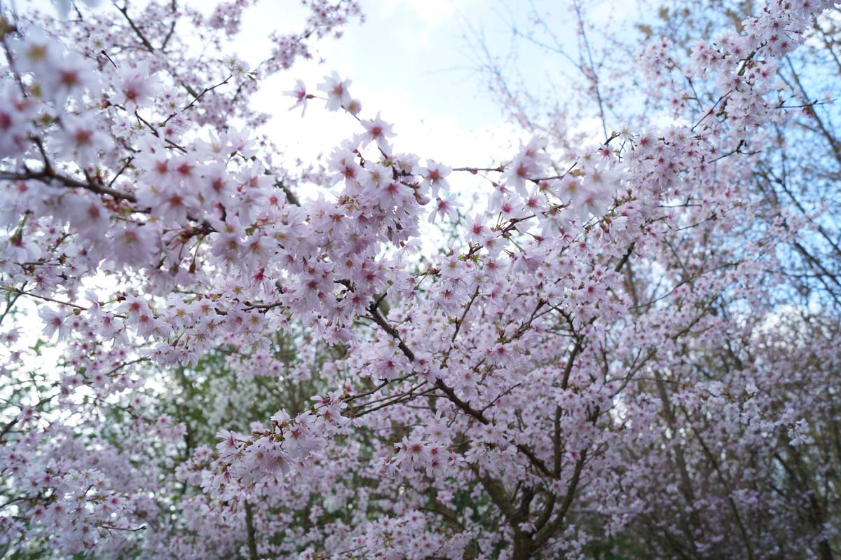 Prunus subhirtella 'Autumnalis' meerstammig / struik