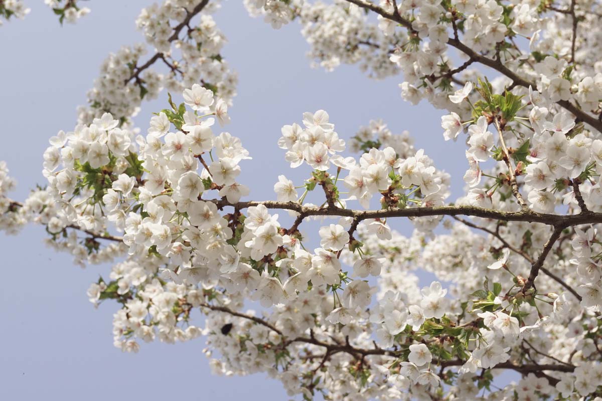 Prunus 'Umineko' leiboom