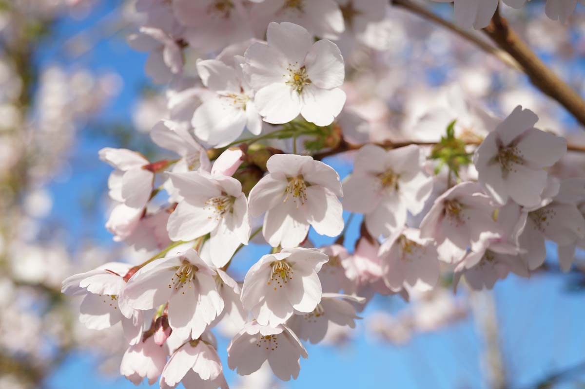 Prunus yedoensis meerstammig / struik