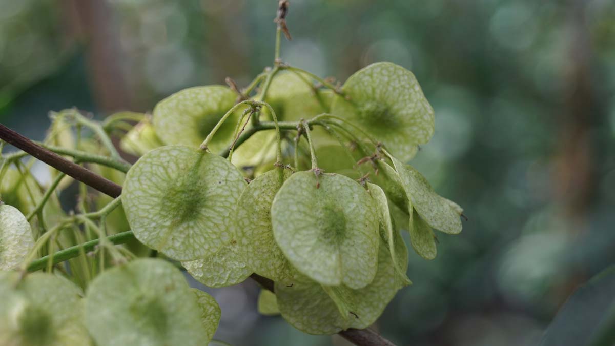 Ptelea trifoliata solitair zaaddoos