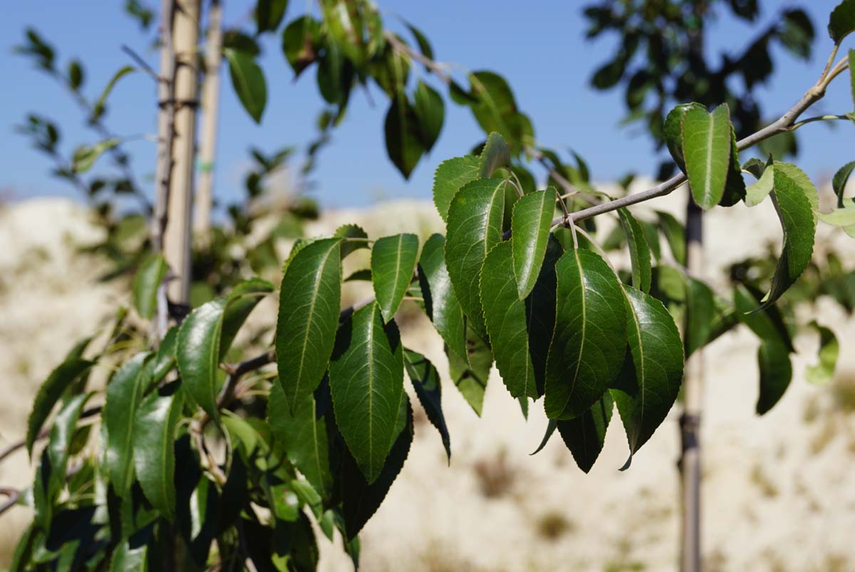 Pyrus betulifolia op stam blad