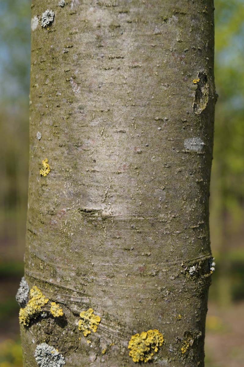 Pyrus communis caucasica op stam bast