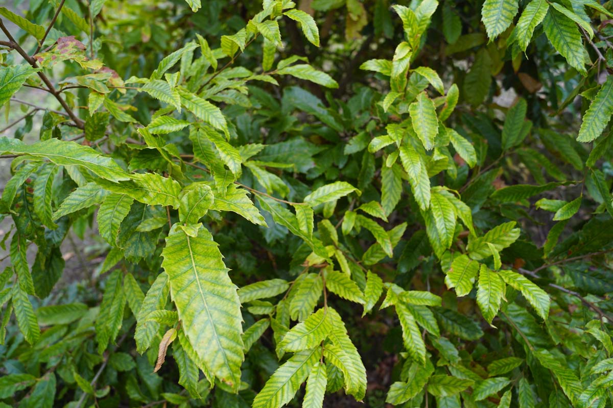 Quercus acutissima meerstammig / struik