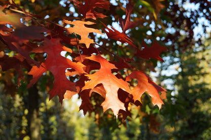 Quercus coccinea Tuinplanten herfstkleur