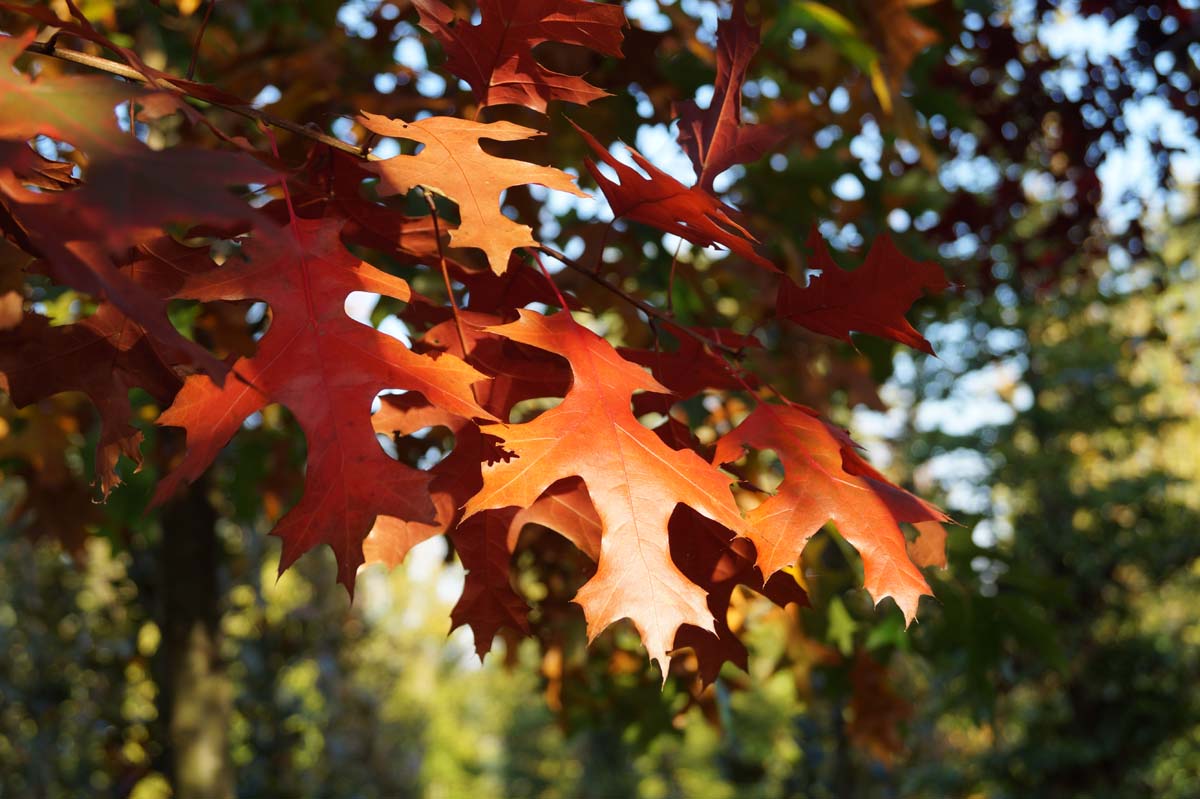 Quercus coccinea Tuinplanten herfstkleur