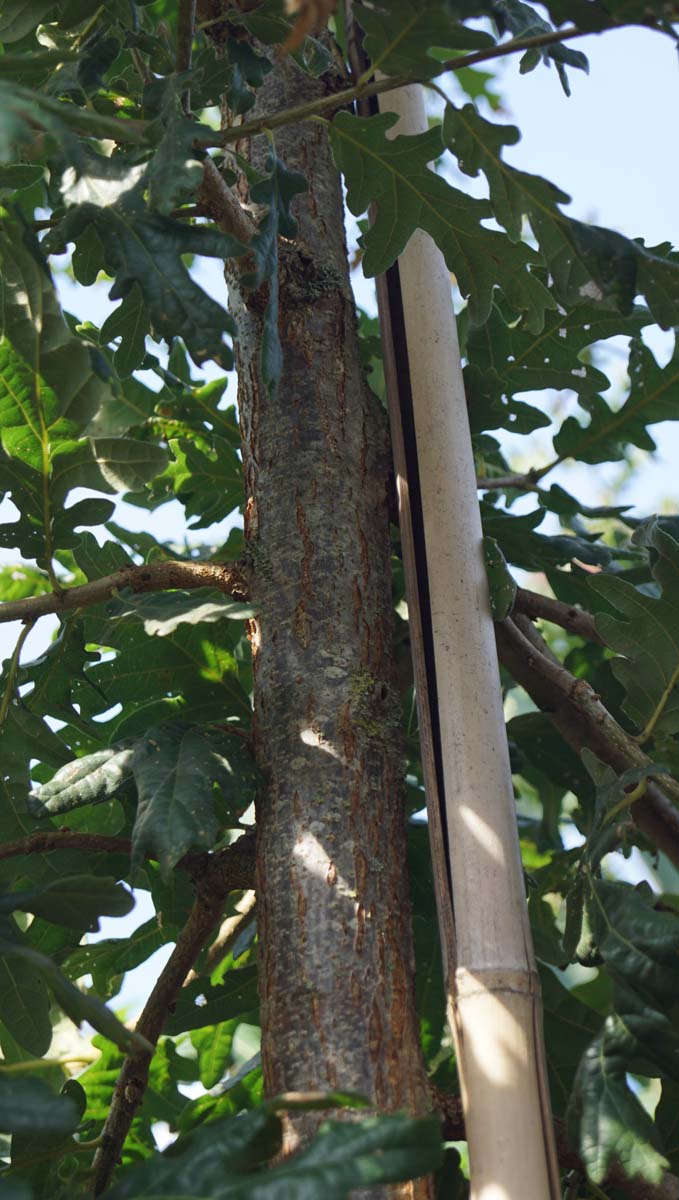 Quercus pubescens op stam blad