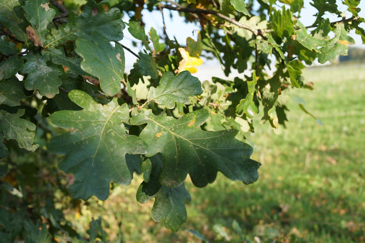 Quercus robur meerstammig / struik blad