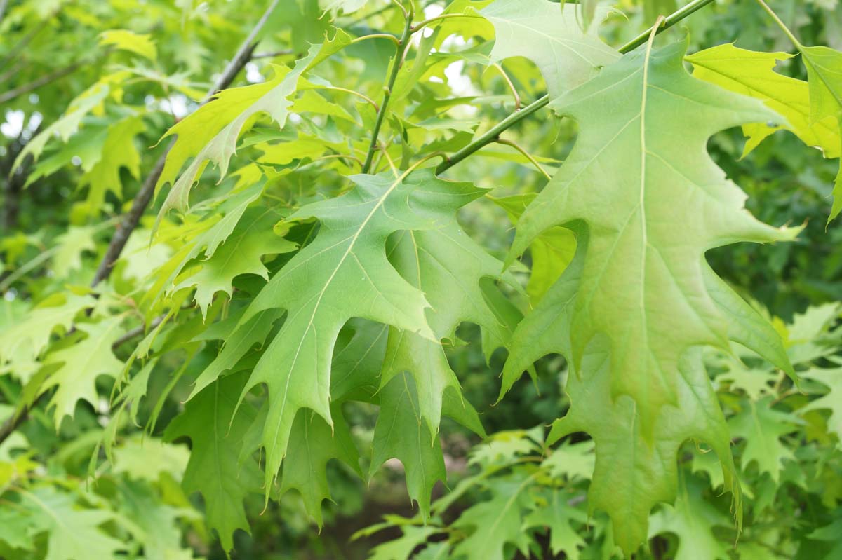 Quercus rubra op stam blad