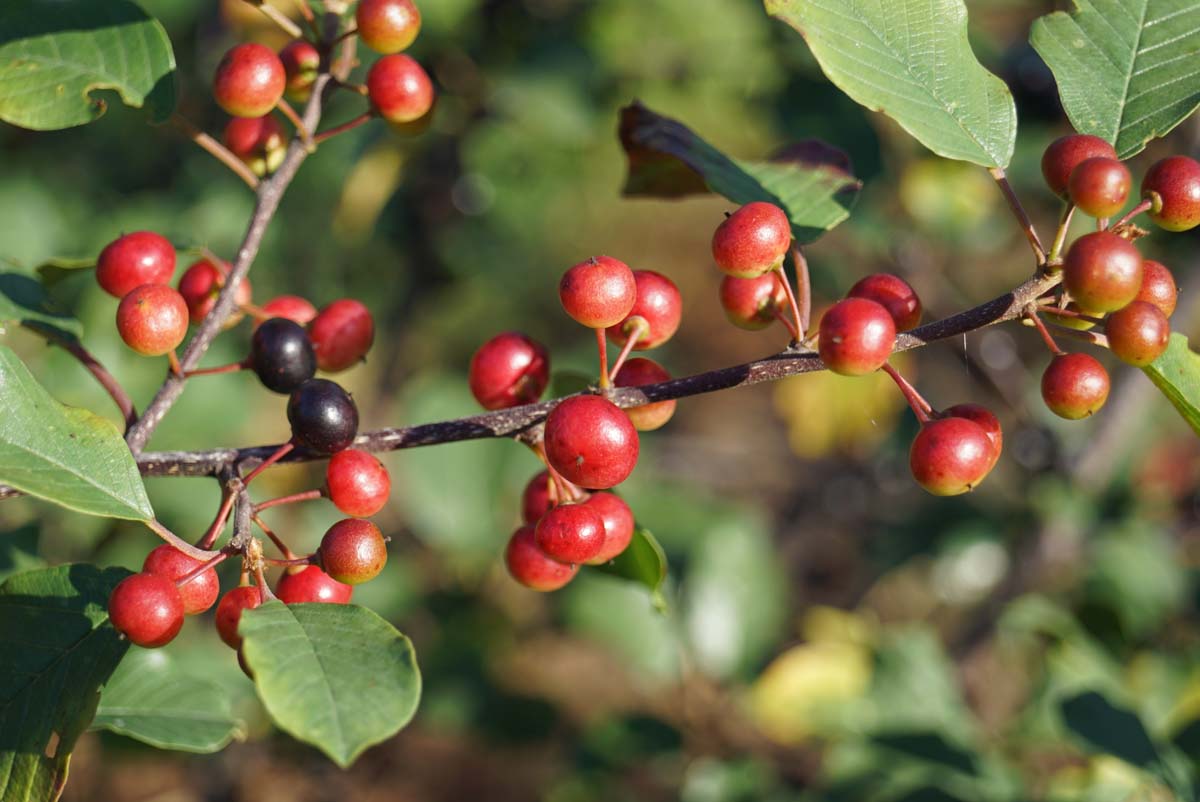 Frangula alnus haagplant vrucht