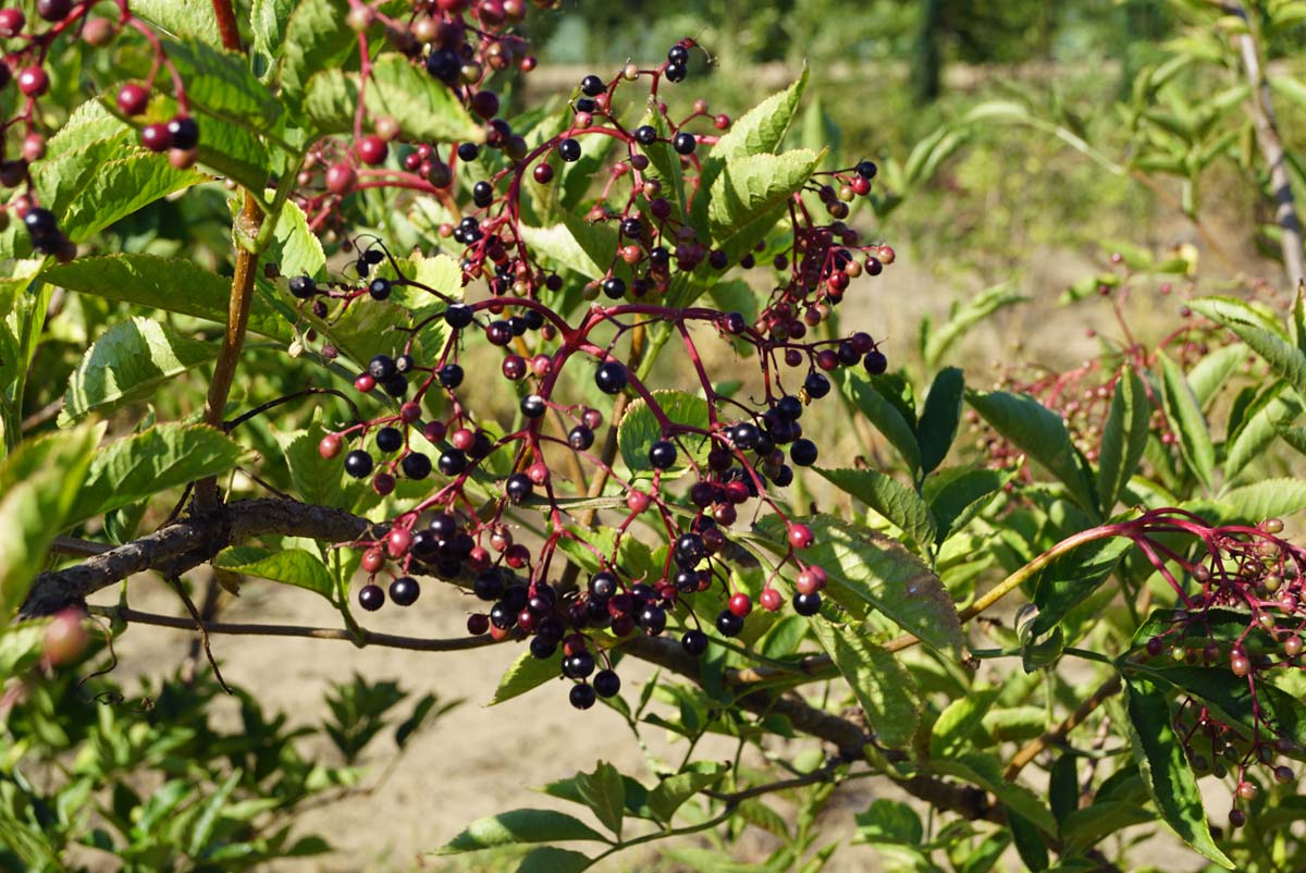 Sambucus nigra meerstammig / struik vrucht