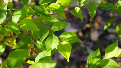 Styrax japonicus solitair blad