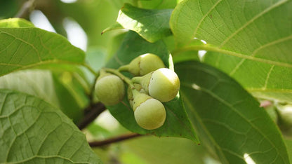 Styrax obassia op stam