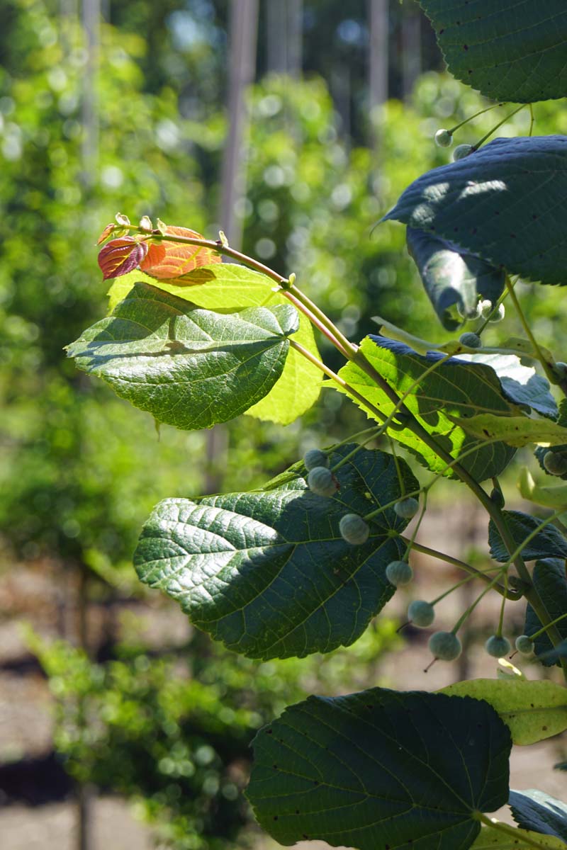 Tilia kiusiana op stam vrucht