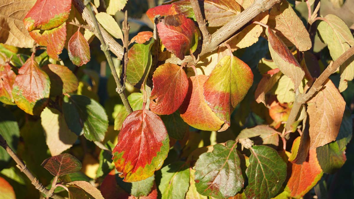 Viburnum carlesii