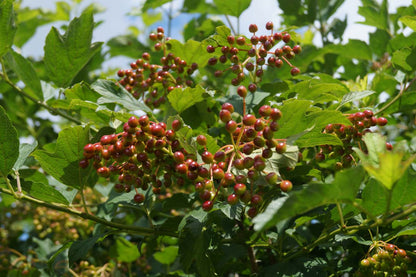 Viburnum opulus haagplant bes