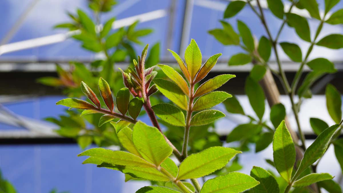 Zanthoxylum alatum planispinum op stam