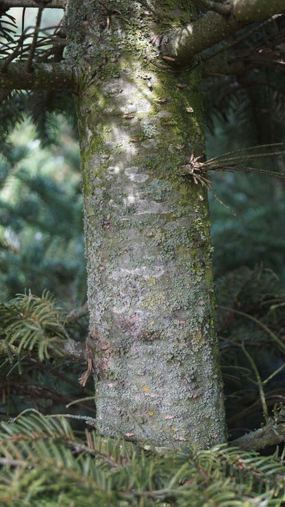 Abies veitchii op stam