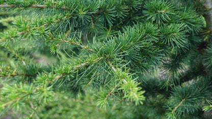 Cedrus libani op stam